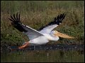 _9SB9833 american white pelican